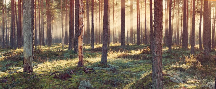 Coniferous forest with morning sun shining in the morning