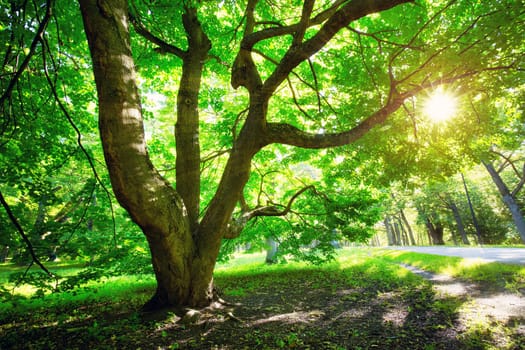 old oak tree foliage in morning light with sunlight