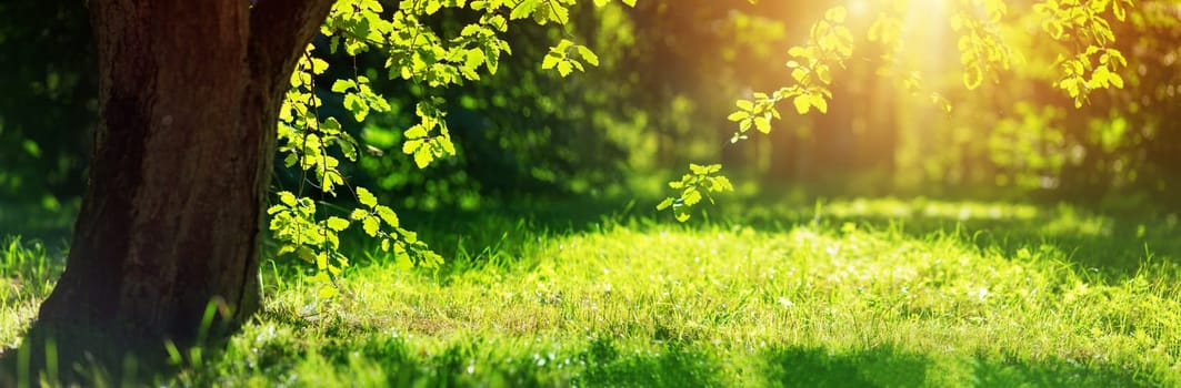 old oak tree foliage in morning light with sunlight