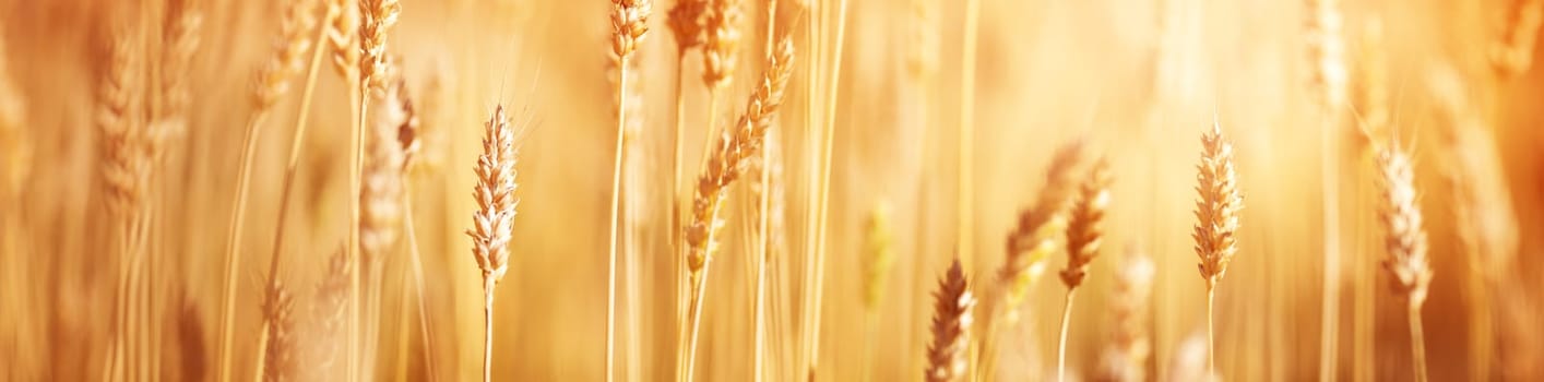 wheat crops on the field at cloudy day