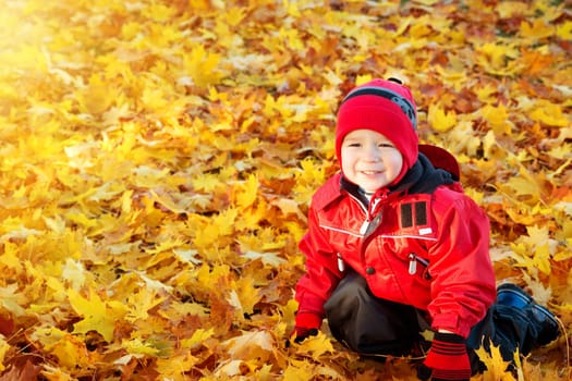 cute child sitting on the lawn covered with yellow leaves. Boy having fun outdoors in autumn