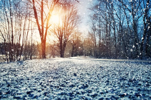 Alley in snowy morning with beautiful trees on the sides