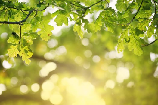 Oak leaves silhouette in autumn with beautiful sunlight