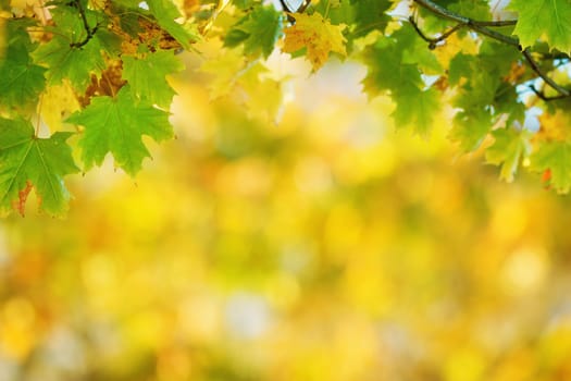 yellow maple leaves in autumn with beautiful sunlight