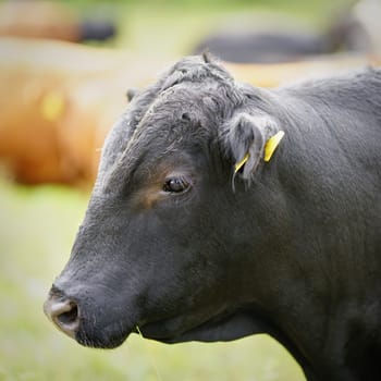 Cow on a meadow in Herrenkrug near Magdeburg used for landscape conservation