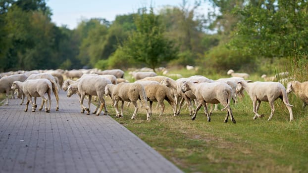 Landscape conservation by a flock of sheep on the Elbe cycle path in Herrenkrug near Magdeburg on the river Elbe