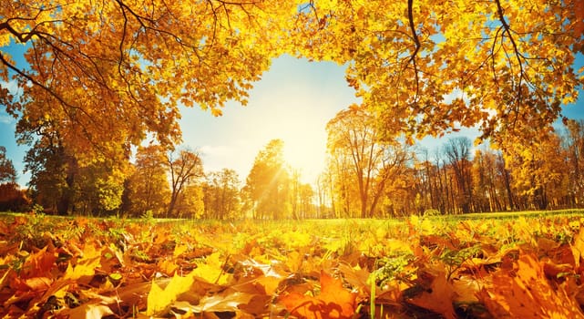trees with multicolored leaves in the park