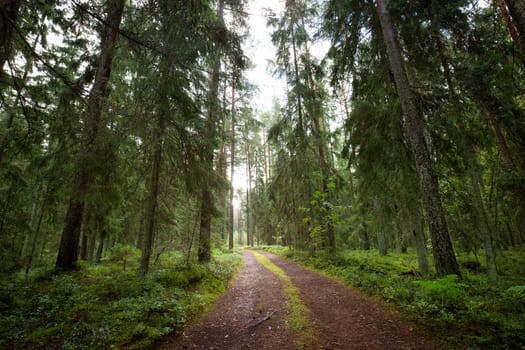 Lahemaa national park forest panorama in early september
