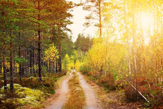 Coniferous forest with pine trees in the autumn