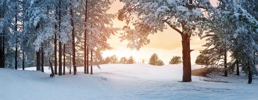 Pine trees covered with snow on frosty evening. Beautiful winter panorama