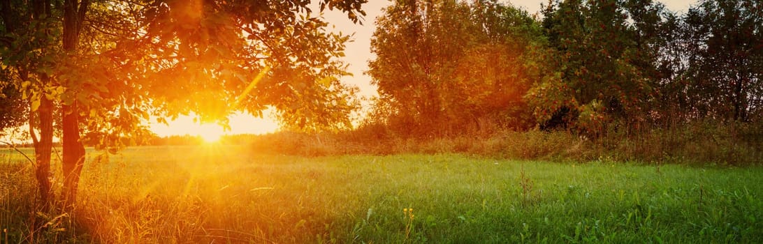 birch tree foliage in morning light with sunlight. Sunrise on the field