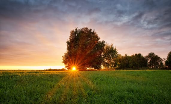 birch tree foliage in morning light with sunlight. Sunrise on the field