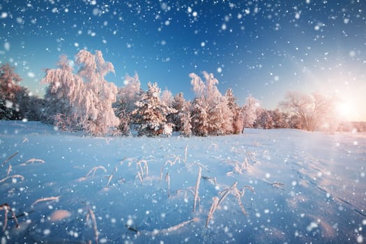 Beautiful tree in winter landscape in late evening in snowfall