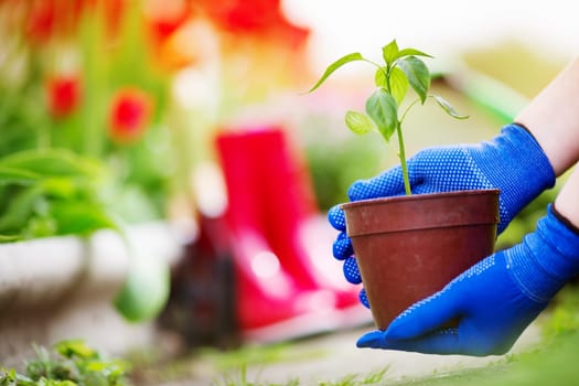 flower and vegetable seedlings growing in the soil at the garden