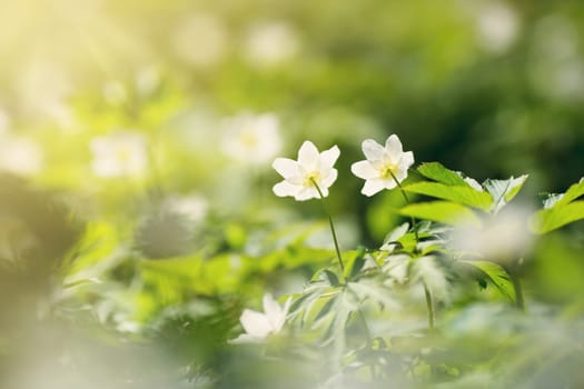 view to white spring flowers in the park