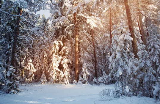 Beautiful tree in winter landscape in late evening in snowfall