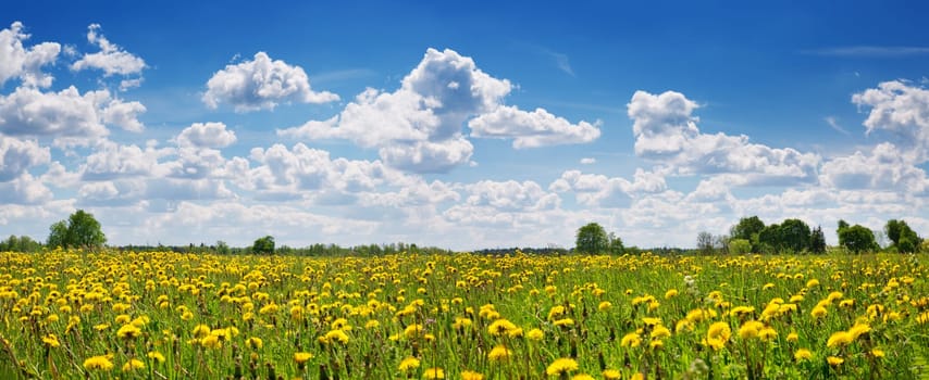 Green field with yellow dandelions and blue sky. Panoramic view to grass and flowers on the hill on sunny spring day
