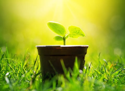 cucumber seedlings growing in the soil in pot outdoors