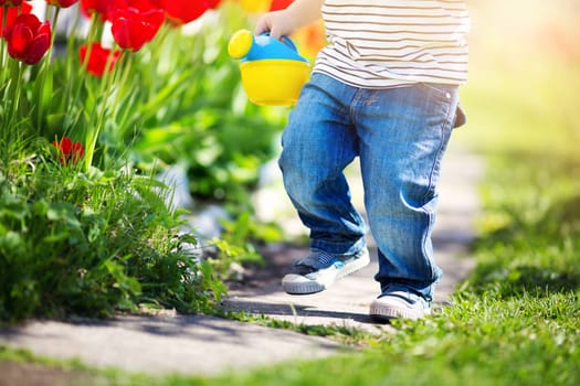 Little child walking near tulips on the flower bed in beautiful spring day. Baby boy outdoors in the garden with watering can