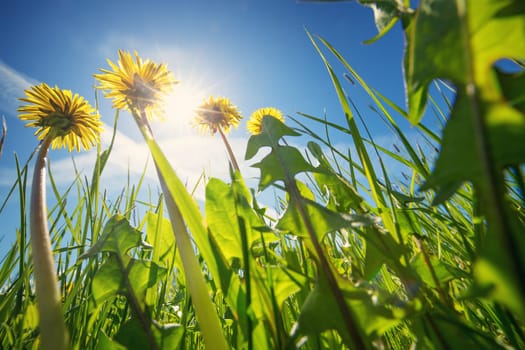 Field with yellow dandelions and blue sky