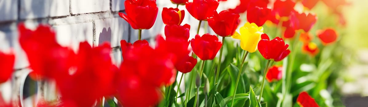 Tulips in flower beds in the garden in spring