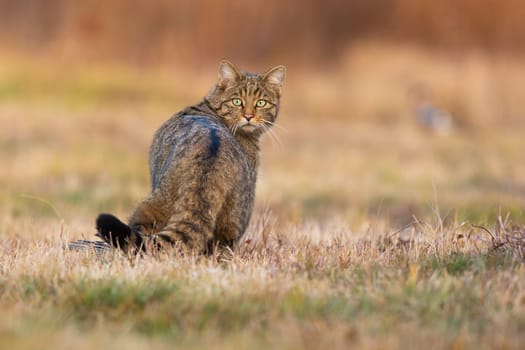Surprised european wildcat, felis silvestris, turning back on meadow. Stripped predator looking to the camera from rear view. Brown hunter observing on dry field in autumn.