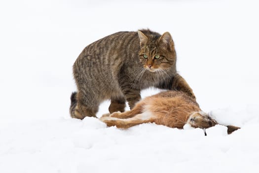 european wildcat, felis silvestris, hunting on meadow in winter nature. Stripped predator protecting a prey on white field. Brown hunter standing next to dead rabbit on snow.