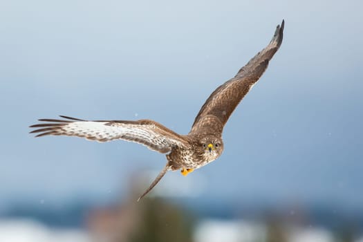 Common buzzard, buteo buteo, flying forward in winter nature. Magnificent brown animal hovering in the air with spread wings. Bird of prey moving closer in the sky.