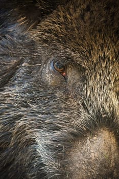 Detail of wild boar, sus scrofa, hairy head in full frame shot. Dirty swine brown fur in vertical close up. Animal wildlife in nature.