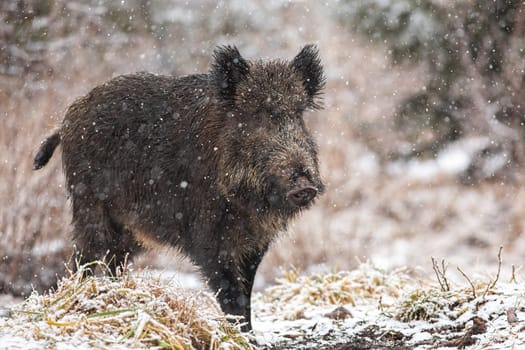 Big wild boar, sus scrofa, walking on meadow in snowing nature. Animal wildlife in winter with trees in background . Brown wild mammal going on white snowy field.