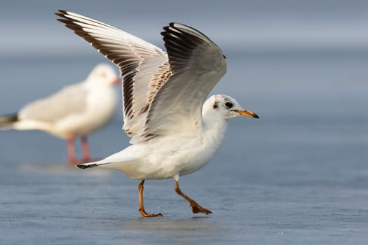 Two black-headed gull, chroicocephalus ridibundus, landing on ice in winter nature. Pair of birds standing with open wings on frozen river. Feathered aquatic animals looking in white environment.
