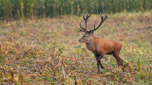 Majestic red deer, cervus elaphus, walking on corn field in autumn nature. Wild stag with massive antlers moving on stubble with copy space. Brown mammal marching on farmland in morning.