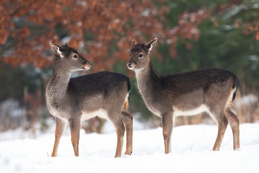 Two young fallow deer, dama dama, fawns standing on meadow in winter. Baby animal siblings looking to each other on snowy pasture. Juvenile brown mammals watching on white glade.