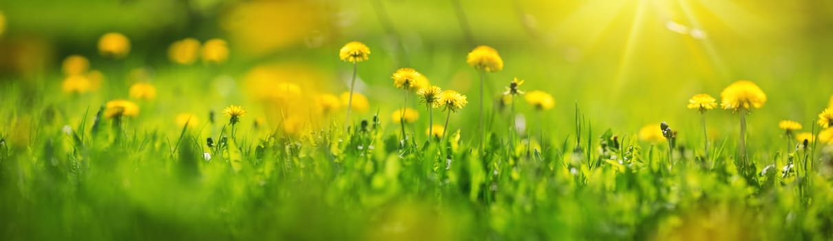 Green field with yellow dandelions. Closeup of yellow spring flowers on the ground