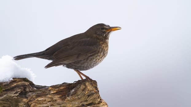 Female common blackbird, turdus merula, sitting on wood in winter. Small dark bird with orange beak observing on tree in snowy nature. Brown songbird looking on white environment.