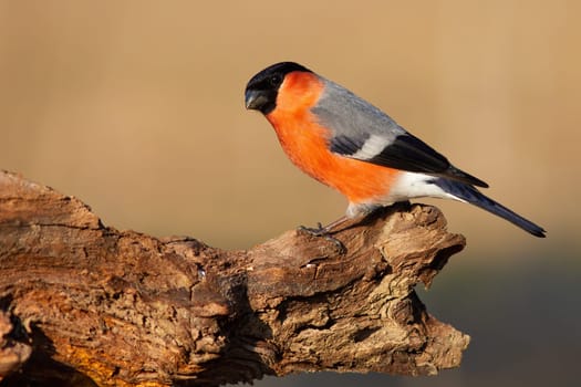 eurasian bullfinch, pyrrhula pyrrhula, sitting on branch in autumn nature. Little colorful bird resting on bough in fall. Small animal with orange feather looking on wood.