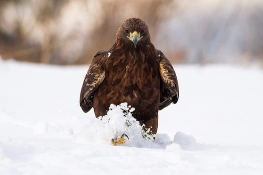 Omnious golden eagle, aquila chrysaetos, walking on meadow in winter nature. Dangerous bird of prey approaching on white field from front. Wild feathered animal wading in deep snow in sunlight.