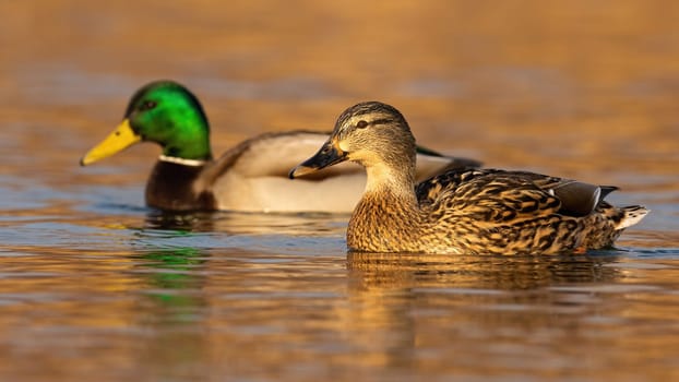 Two mallard, anas platyrhynchos, swimming in water in autumn nature. Pair of wild ducks floating on river in spring. Couple of male and female bird floating together at sunset.