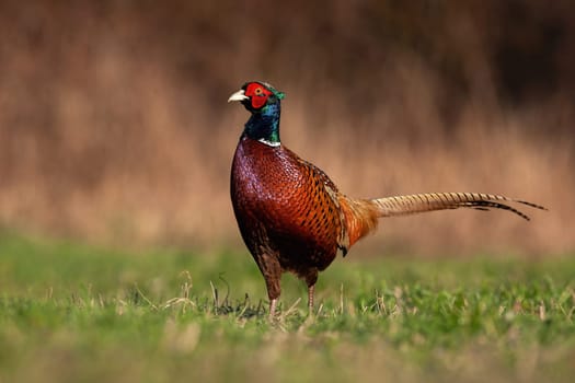 Proud common pheasant, phasianus colchicus, male standing on meadow in autumn. Wild gamebird looking on field in summer. Feathered brown animal with green head watching on grassland.
