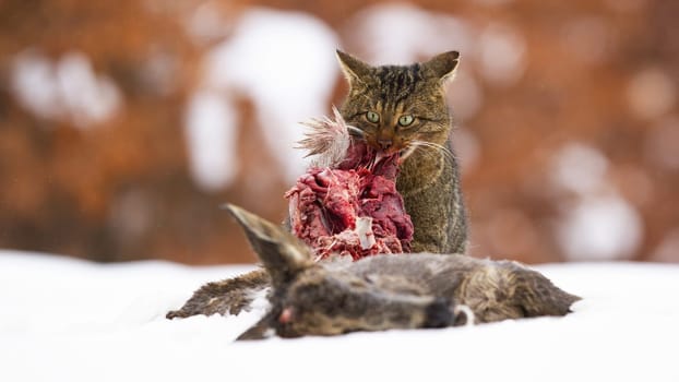Hungry european wildcat, felis silvestris, feeding on snow in winter. Brown predator eating raw bloody meat of a prey. Stripped cat tearing a red bowels on white field.