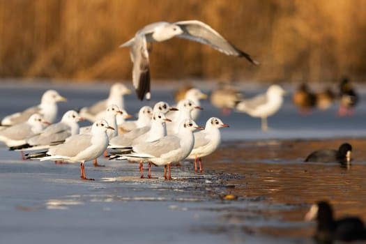 Black-headed gull, chroicocephalus ridibundus, flock standing on ice in winter. Group of aquatic birds looking on frozen water. Feathered white animal flying over the river.
