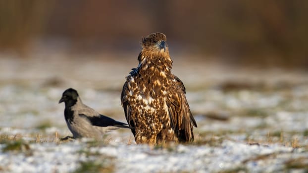 White-tailed eagle, haliaeetus albicilla, sitting on meadow in winter nature. Wild feathered predator with another bird looking on snowy field. Young hunter observing on white grass.