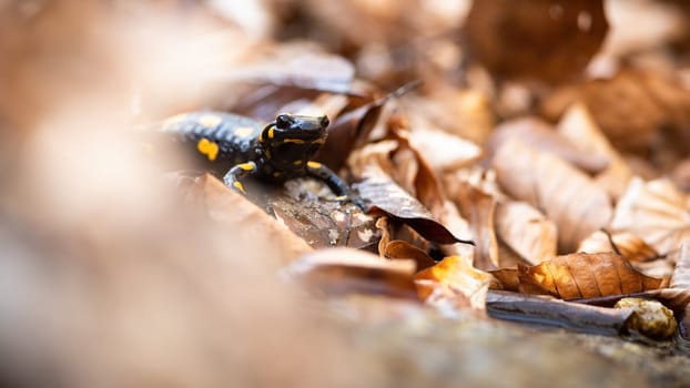 Fire salamander, salamandra salamandra, hiding in dry orange foliage in autumn nature. Small black reptile standing on leafs. Little dark animal looking in fall nature with copy space.
