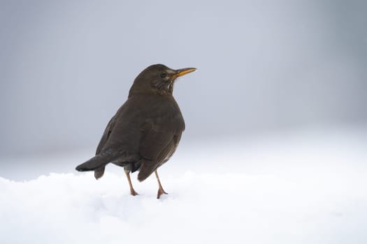 Common blackbird, turdus merula, sitting on snow in winter from rear view. Small brown feathered animal observing on white glade. Songbird with orange beak looking aside with copy space.