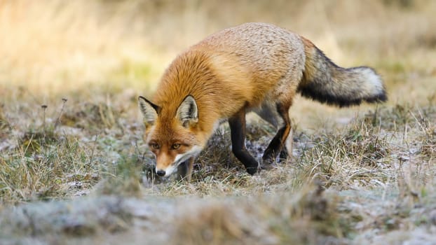 Fluffy red fox, vulpes vulpes, sniffing on meadow in autumn nature. Orange wild animal hunting on dry field in fall. Wild mammal sneaking on grassland.
