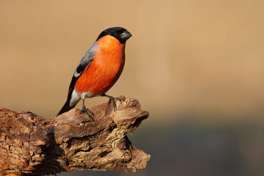 Eurasian bullfinch, pyrrhula pyrrhula, sitting on bough in autumn nature. Colorful male bird observing on branch in fall wilderness. Little animal with orange feather resting on twig.