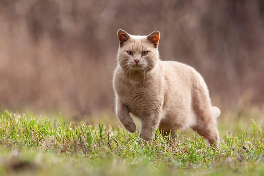 Alert domestic cat approaching on garden lawn from front view. Attentive animal hunting in autumn outdoor environment with copy space. Mammal with light fur walking with paw in the air on green lawn.