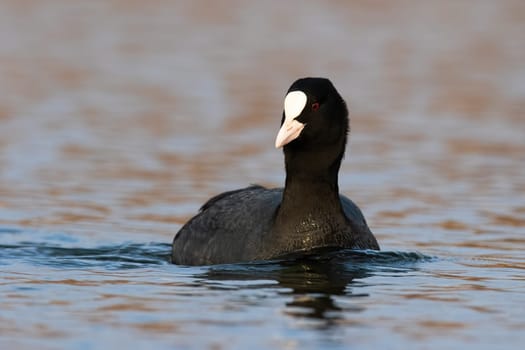 Eurasian coot, fulica atra, swimming in water in autumn nature. Black and white feathered animal observing on river in spring. Wild dark bird floating on lake.