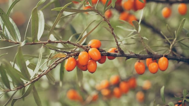 Sea-buckthorn, hippophae rhamnoides, orange berries growing on branch with green leaves. Juicy fruit rich in vitamin c in the garden. Curative raw food with healing effect.