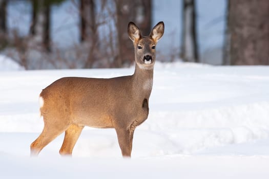 Alert roe deer, capreolus capreolus, doe standing on meadow in winter nature. Female mammal looking to the camera on white glade. Attentive animal staring on snowy field.